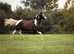 Pintabian Colt for sale