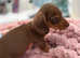 Mini Dachshund puppies ready now