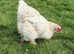 Giant Pure Brahma Eggs Lavender, Blue, Splash x 6