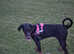 Doberman. 8 months  old fully kc reg