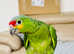 HandReared Tame Baby 11 Weeks Old Amazon Red Lored Talking Parrot