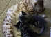 Bengal Cross Kittens