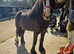 Beautiful cob x mare