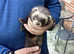 Polecat hob