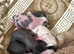 Pure Chinese crested puppies