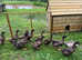 Khaki ducklings (off heat) sexed females