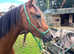 British riding pony