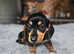 6 Gorgeous miniature Dachshund puppies