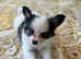 2 males beautiful Pedigree Papillon puppy's