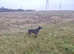 Ramaway  deerhounds