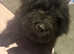 Beautiful bernedoodles puppies