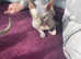 GINGER BOY SIAMESE/SPHINX FOR SALE