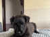 Lakeland terrier puppies for sale