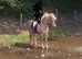 Icelandic Mare 14hands run dun