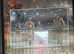 WWE bundle