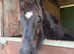 Friesian x Filly Foal