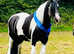 Traditional cob 7 years 14hh