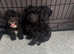 Beautiful puppies for sale