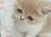 Exotic male kittens