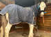 Maxi cob colt yearling Lionheart bred