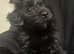 Beautiful toy poodle x chipoo puppies