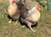 Cream Legbar rooster chicks