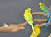 Baby budgies for sale,19