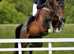 In foal broodmare
