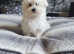 Adorable Havanese x Maltese puppies