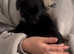 Beautiful Patterdale lakeland puppies ready now
