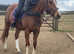 16.1hh rising 5 year old TB