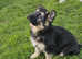 Adorable german shepherd puppy