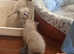 Bluepoint Ragdoll kitten for sale