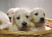 Licensed breeder golden retriever puppies