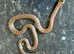 Tarahumara Mountain King Snake at Birmingham Reptiles