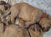Beautiful dogue de bordeaux puppies