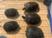 4 common musk terrapins