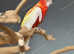 Rubino rosella is a gentle,6