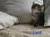 Maine coom kittens