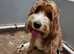 Superb Parti colours Mini Labradoodles DNA CLEAR