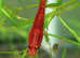 Red Cherry Shrimp Neocardinia