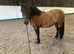 Highland Pony- Yellow Dun