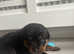 One boy left Rottweiler puppy