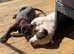 Lucher/Cane corsa