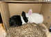 2 13 week old rabbits
