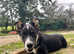 Sheepdog x
