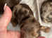 Beautiful Mimi dachshunds some rare colours