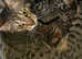 Beautiful Savannah Bengal Hybrid