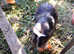 Adult female  guinea pigs for sale