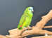 Baby Blue fronted Amazon talking parrots,9